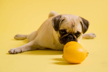 Komik köpek paspasları stüdyoda sarı arka planda limonlarla oynuyor.