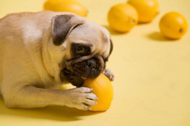 Komik köpek paspasları stüdyoda sarı arka planda limonlarla oynuyor.