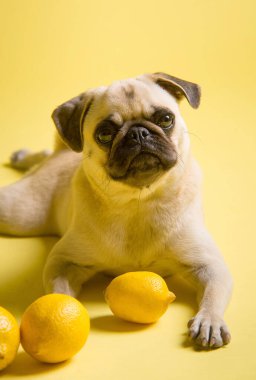 Komik köpek paspasları stüdyoda sarı arka planda limonlarla oynuyor.