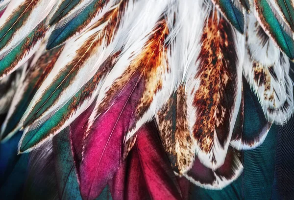Penas Multicoloridas Brilhantes Algum Pássaro — Fotografia de Stock