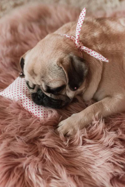 Precioso Perro Lindo Pug Blanco Gordo Con Bromas Cabeza Cerca —  Fotos de Stock