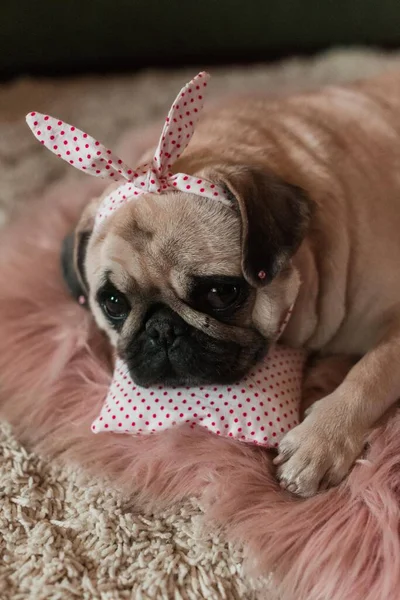 Schöne Weiße Dicke Süße Mops Hund Mit Geplänkel Auf Dem — Stockfoto