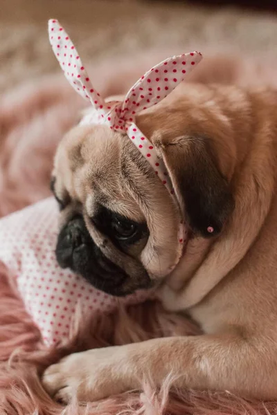 Schöne Weiße Dicke Süße Mops Hund Mit Geplänkel Auf Dem — Stockfoto