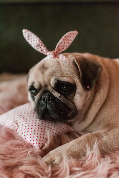 Schöne Weiße Dicke Süße Mops Hund Mit Geplänkel Auf Dem — Stockfoto