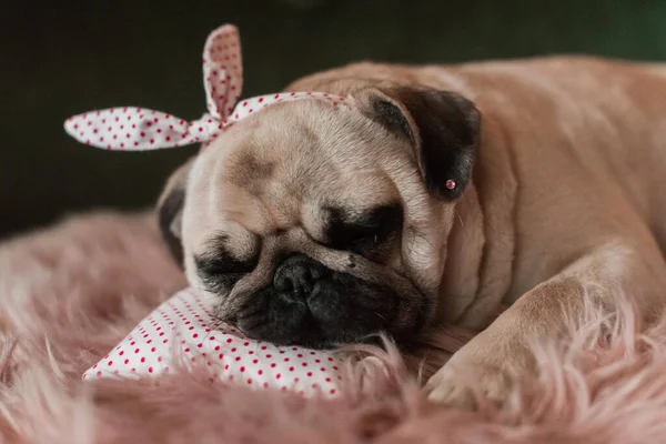 Precioso Perro Lindo Pug Blanco Gordo Con Bromas Cabeza Cerca —  Fotos de Stock