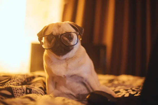 Siyah Gözlüklü Şirin Köpek Yavrusu Yatakta Oturuyor — Stok fotoğraf