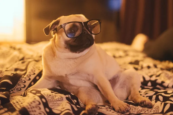 Seitenansicht Des Niedlichen Welpen Mit Schwarzer Brille Sitzt Auf Dem — Stockfoto