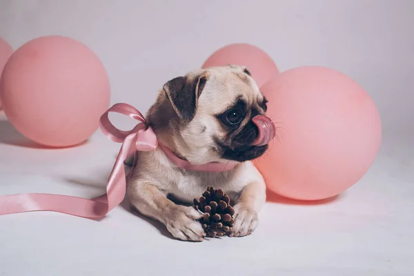 Cane Trova Sul Pavimento Gioca Con Urto Pino — Foto Stock