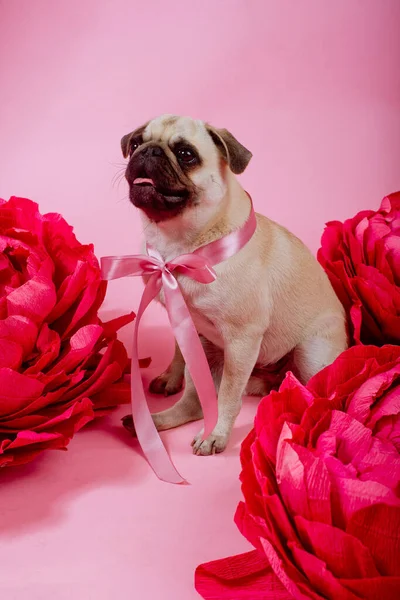 Divertente Cane Pug Con Battute Rosa Sullo Sfondo Rosa — Foto Stock