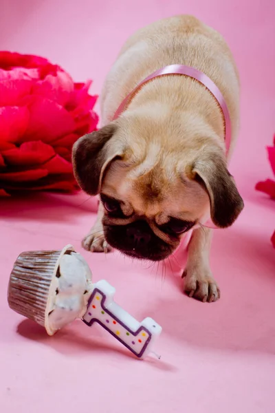 Divertido Perro Cumpleaños Comiendo Pastel Con Una Vela Delante Fondo —  Fotos de Stock