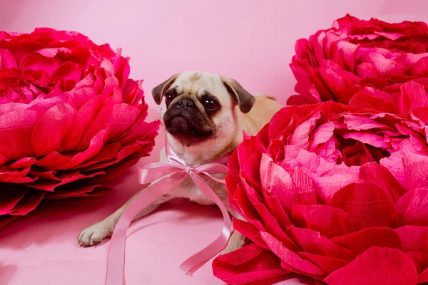 Lustige Mops Hund Mit Rosa Geplänkel Auf Dem Rosa Hintergrund — Stockfoto