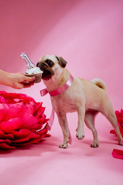 Divertente Compleanno Cane Mangiare Torta Con Una Candela Fronte Lui — Foto Stock