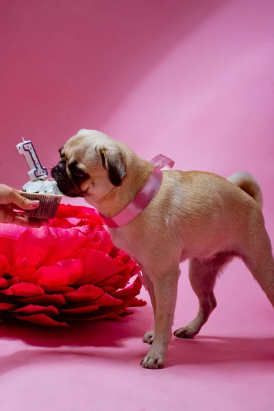 Divertido Perro Cumpleaños Comiendo Pastel Con Una Vela Delante Fondo —  Fotos de Stock