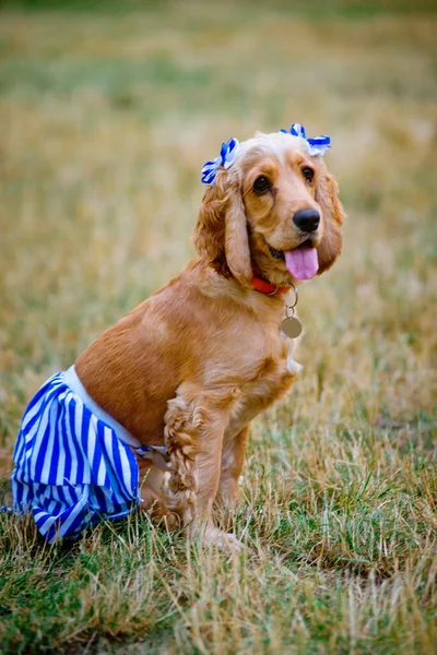 Englischer Cockerspaniel Auf Dem Gras — Stockfoto