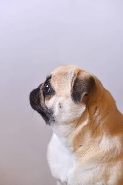 Beyaz Arka Planda Paspas Köpeği Portresi — Stok fotoğraf