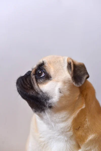 Retrato Perro Trapeador Sobre Fondo Blanco — Foto de Stock