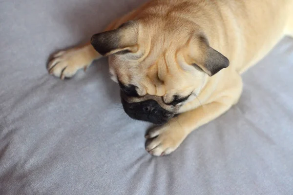 Triste Esfregonas Cão Deitado Sofá — Fotografia de Stock