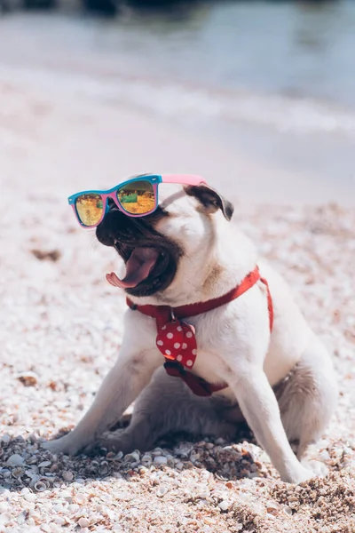 Kul Hund Moppar Solglasögon Vilar Stranden — Stockfoto