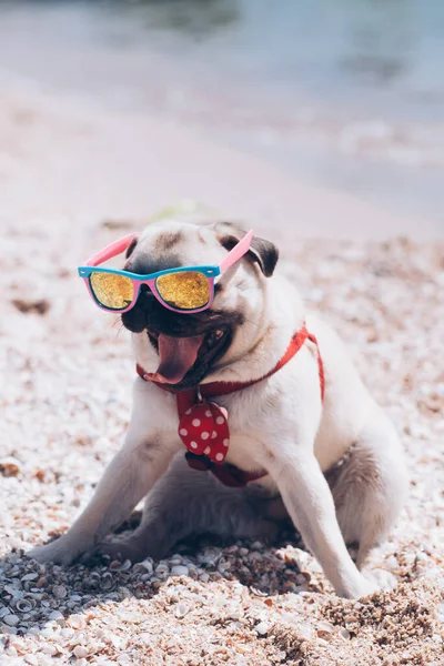 Spaßige Hundemops Mit Sonnenbrille Liegen Strand — Stockfoto
