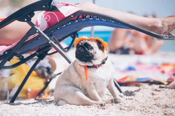 Anjing Pug Breed Topi Oranye Sedang Beristirahat Pantai — Stok Foto