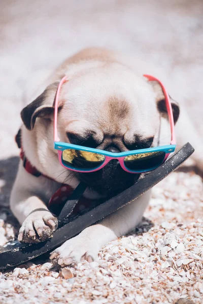 Roliga Hundmoppar Solglasögon Som Leker Stranden Med Toffeln Stranden — Stockfoto