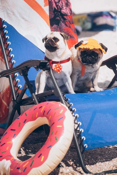 Två Vänner Till Pug Rasen Hund Vilar Strand — Stockfoto