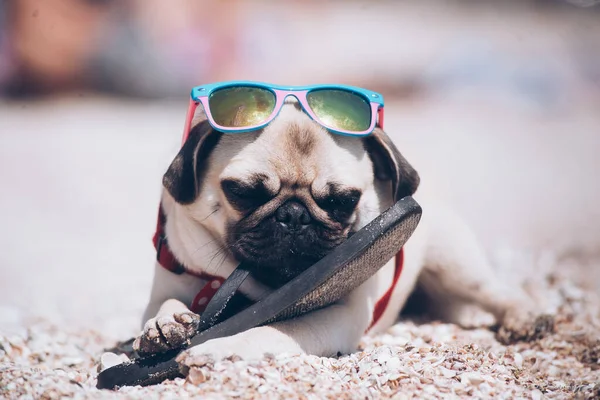 Roliga Hundmoppar Solglasögon Som Leker Stranden Med Toffeln Stranden — Stockfoto