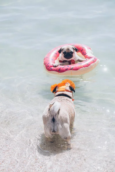 Söt Pug Flyter Pool Med Rosa Simning Ring Flotation Enhet — Stockfoto