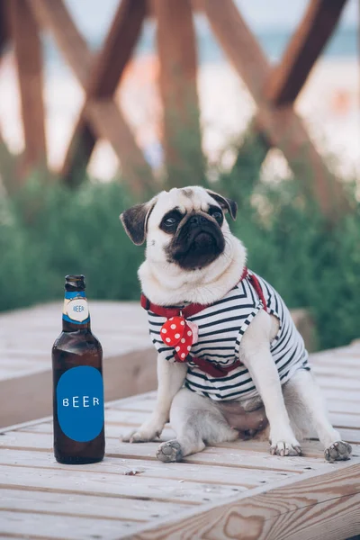 The pug is resting with  bottle of beer