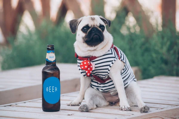 The pug is resting with  bottle of beer