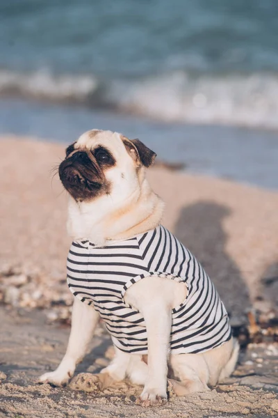 Porträtt Mops Hund Stranden — Stockfoto