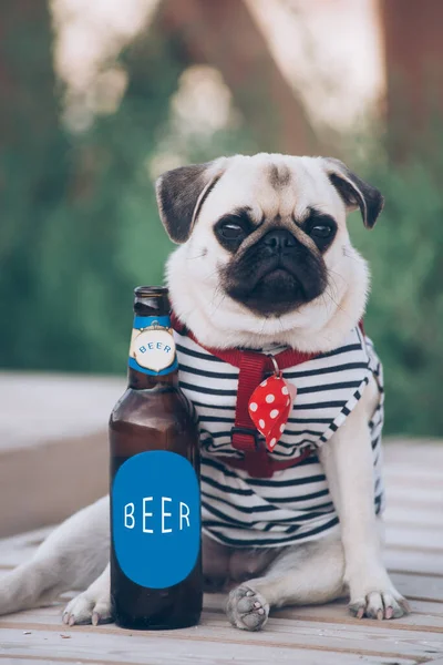 Σκύλος Αναπαύεται Ένα Μπουκάλι Μπύρα — Φωτογραφία Αρχείου