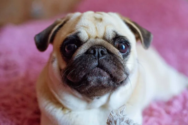 Pembe Arka Plandaki Komik Pug Köpeği — Stok fotoğraf