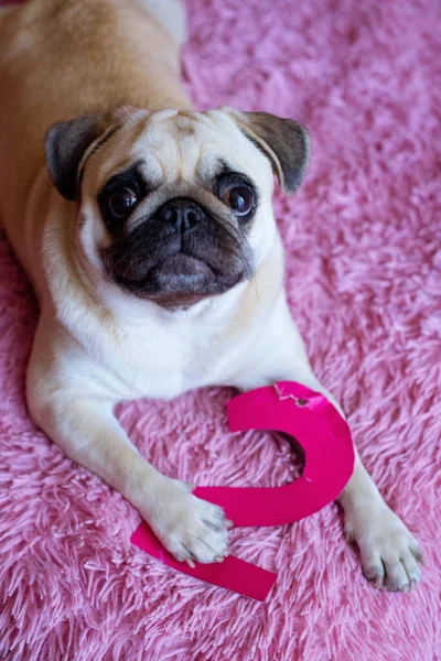 Lustiger Geburtstagshund Der Mit Papierziffer Auf Rosa Hintergrund Spielt — Stockfoto