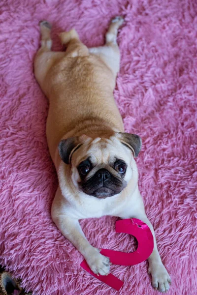 Perro Cumpleaños Divertido Jugando Con Dígito Papel Fondo Rosa —  Fotos de Stock