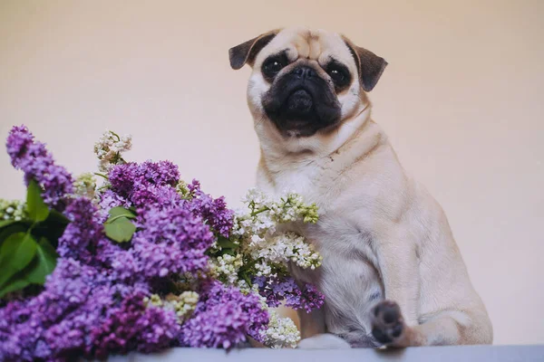 Porträt Eines Hundes Mops Und Schleppflieder Atelier — Stockfoto