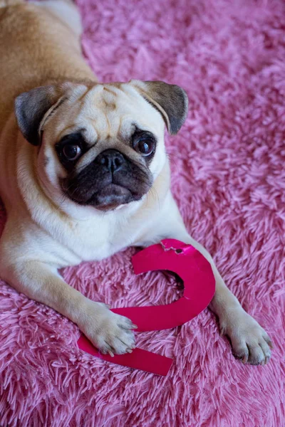 Komik Doğum Günü Köpeği Pembe Arka Planda Kağıt Parmaklarla Oynuyor — Stok fotoğraf