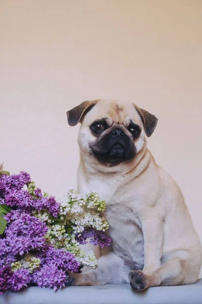 Πορτρέτο Ενός Σκυλιού Σφουγγαρίστρες Και Ρυμούλκηση Λιλά Στο Στούντιο — Φωτογραφία Αρχείου