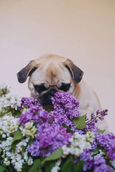 Potret Sebuah Pel Anjing Dan Tow Lilac Studio — Stok Foto