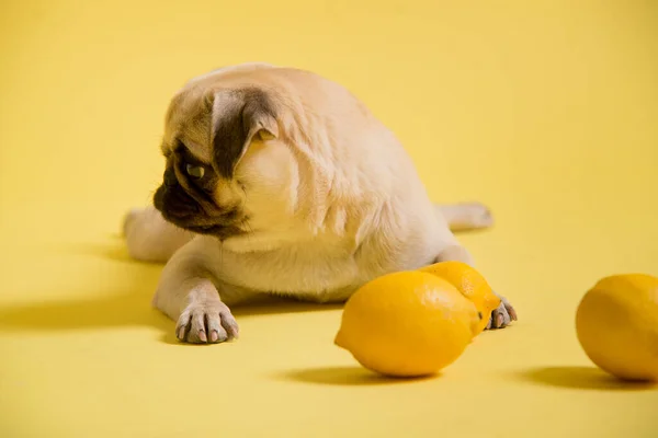 Funny dog mops is playing with lemons on a yellow background in the studio