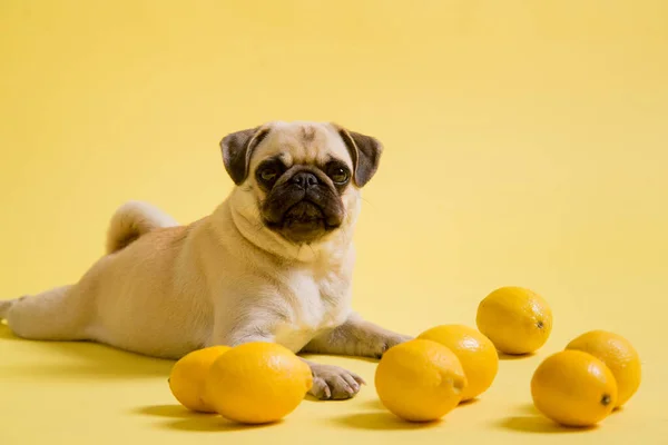 Funny dog mops is playing with lemons on a yellow background in the studio