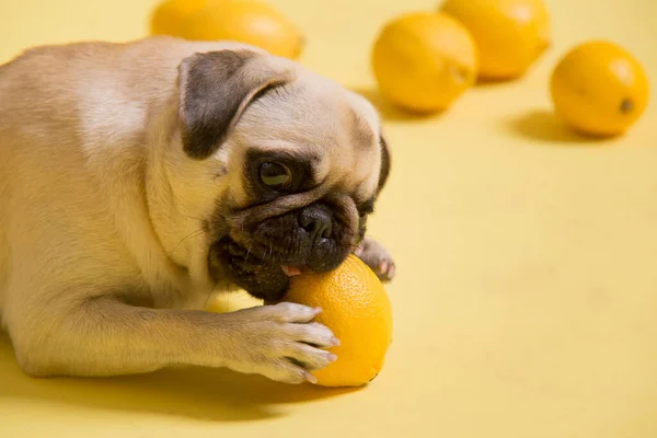 Funny dog mops is playing with lemons on a yellow background in the studio