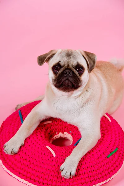 Cachorro Pug Mentiras Sobre Una Almohada Redonda Roja Sobre Fondo —  Fotos de Stock