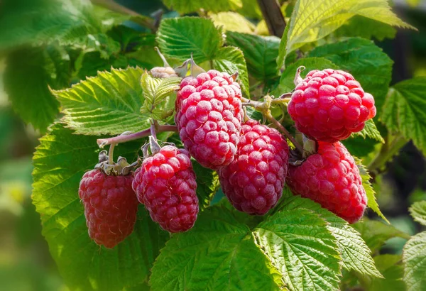 Rijp Frambozen Fruittuin Groeiende Biologische Bessen Close Stockfoto