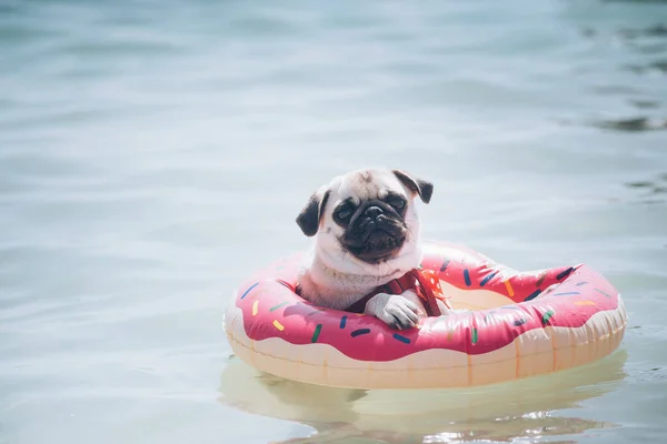 モップスの品種の犬は海のインフレータブルリングに浮かんでいます ロイヤリティフリーのストック画像