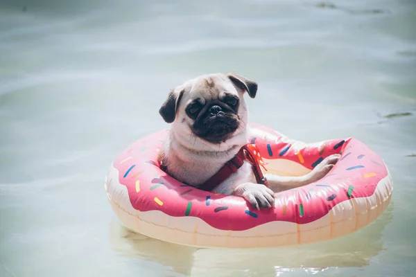 Bir Paspas Köpeği Denizde Şişme Bir Halka Üzerinde Yüzer Stok Fotoğraf