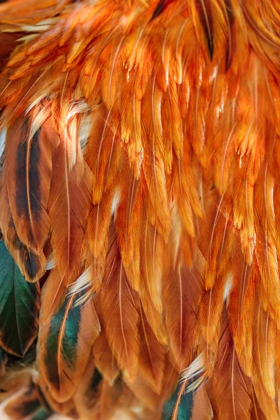 Grupo de plumas marrón brillante —  Fotos de Stock