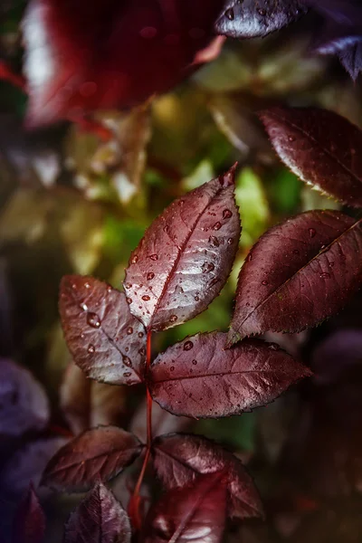 Červené listy s kapkami — Stock fotografie