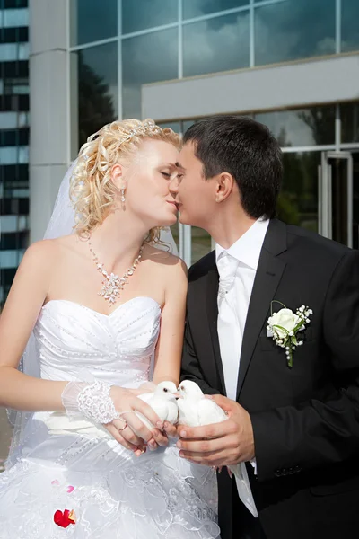 Bröllop duvor i händerna på brudgummen och bruden — Stockfoto