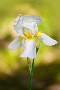 beyaz iris çiçeği